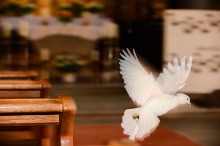 Pfarrer Michael Gnan, Priester an der Kirche von Grainet, musiziert mit fliegenden Tauben.Bild: Eine Taube fliegt durch eine Kirche. Die Taube ist Symbol für Heiliger Geist, Friedenstaube, Friede. Symbol für Pfingsten.
