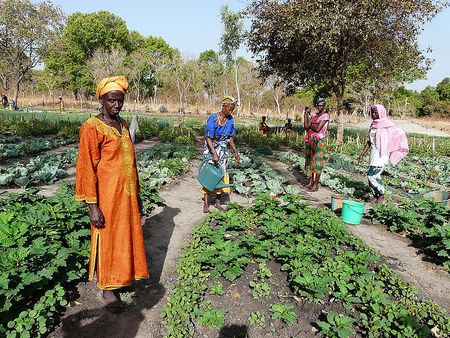Menschen am Feld im Senegal / Caritas Österreich