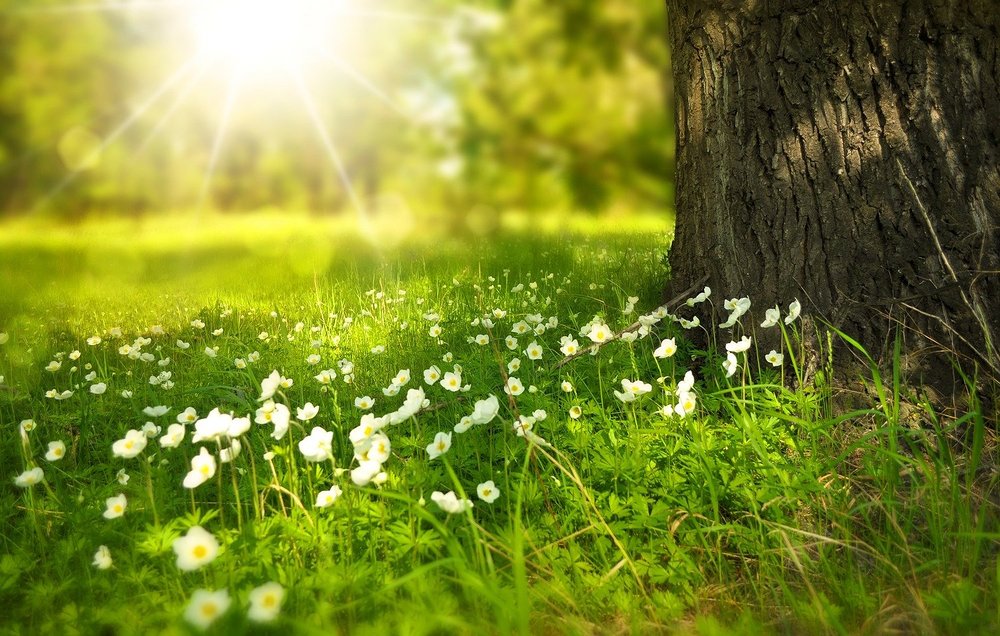 10 Jahre 'Laudato si'