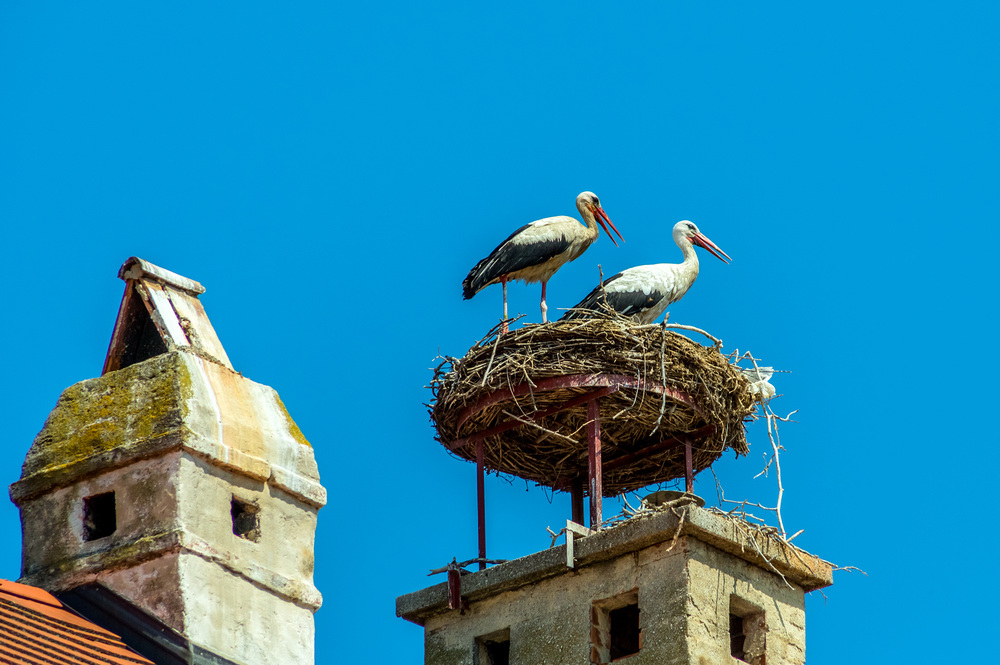 ?sterreich, Rust. Nest von einem Storch / Erwin Wodicka / wodicka@aon.at Ein Storchennest auf einem Achornstein in Rust. Burgenland, ?sterreich